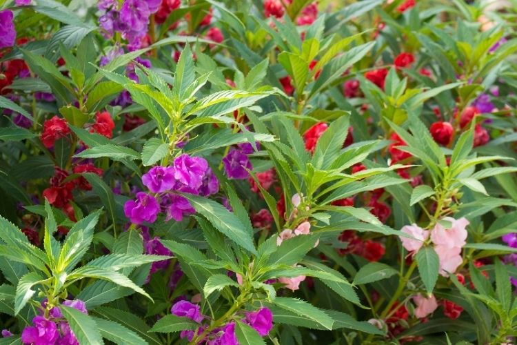 बलसम फूल (गुलमेंहदी) - Balsam Summer flower for pots in Hindi